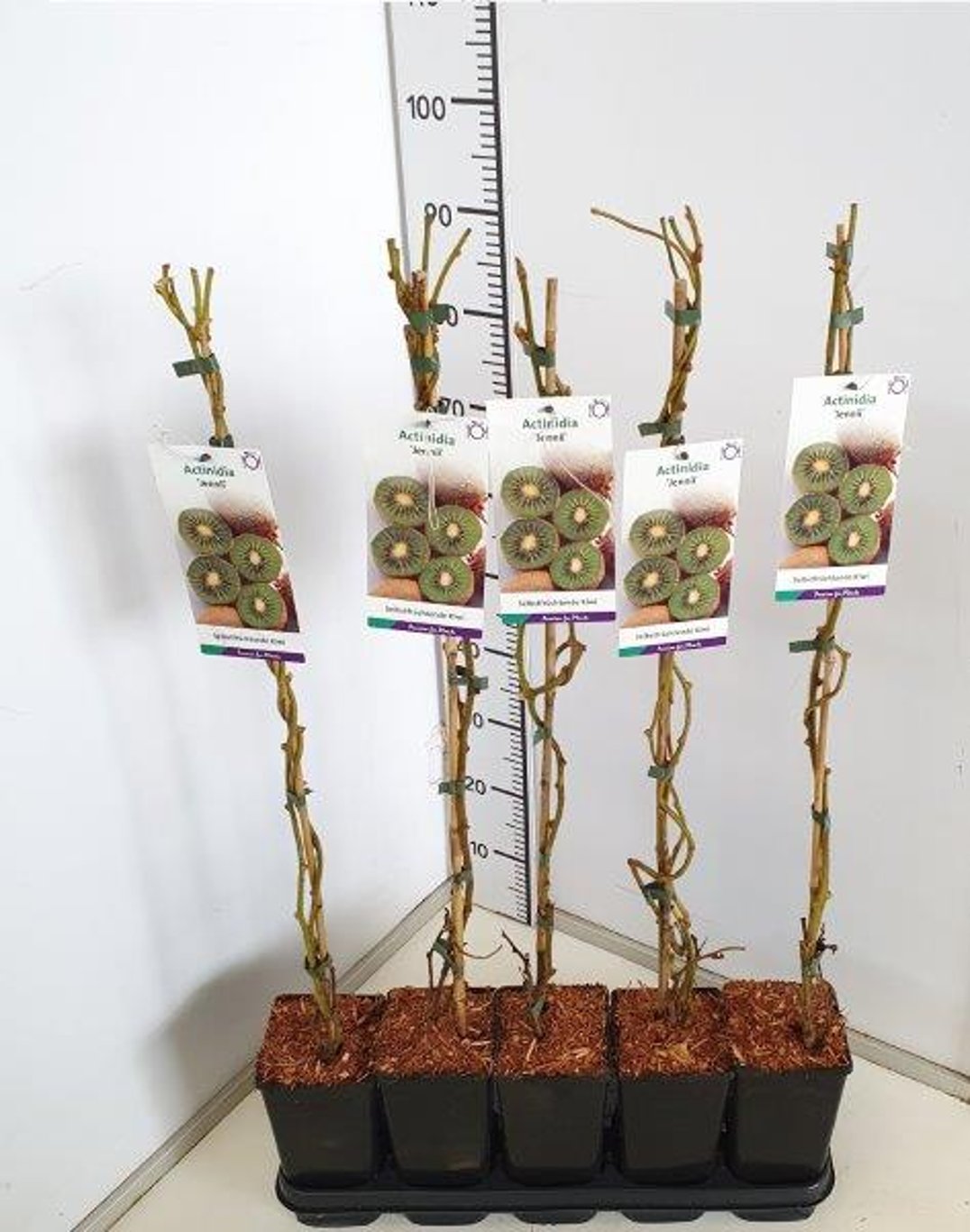 Actinidia d. 'Jenny' - C2 60-80 CM Stick